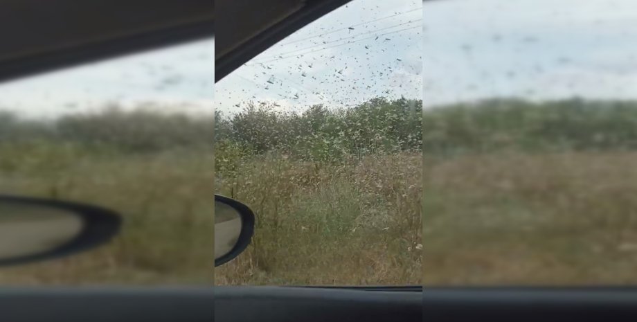 Сарана у Запоріжжі Мільйони комах окупували Запоріжжя