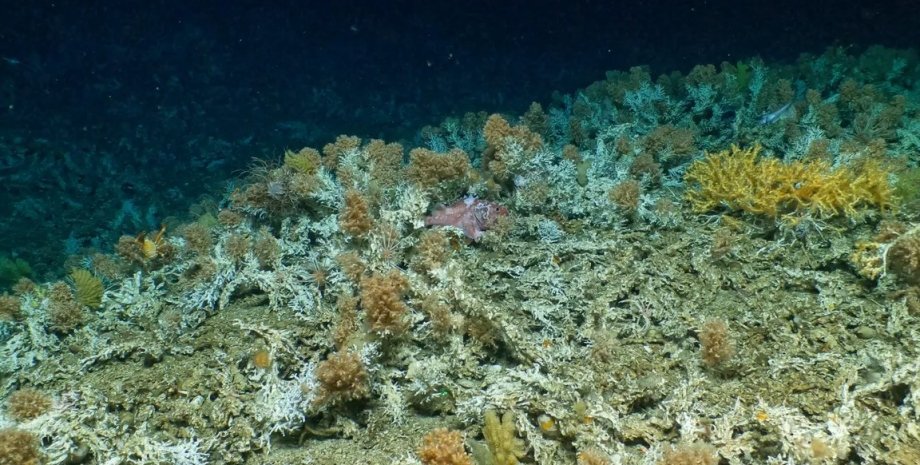 коралловый риф, кораллы, риф