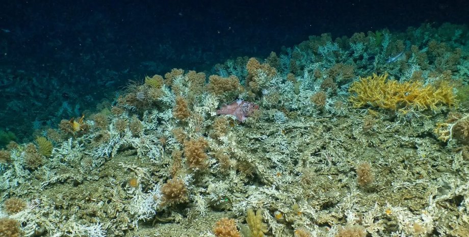 коралловый риф, кораллы, риф