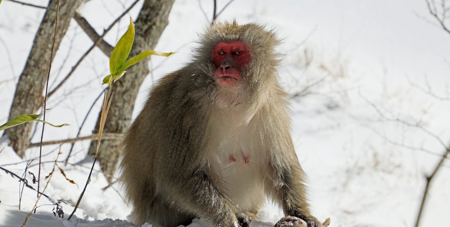 снігова макака