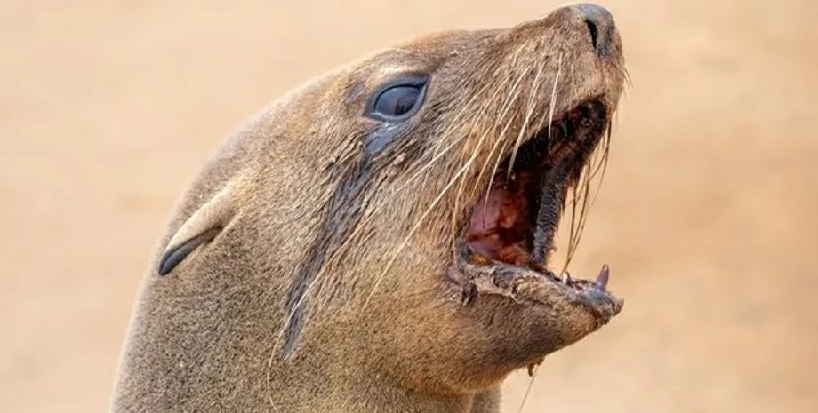 тюлень, морський котик, сказ