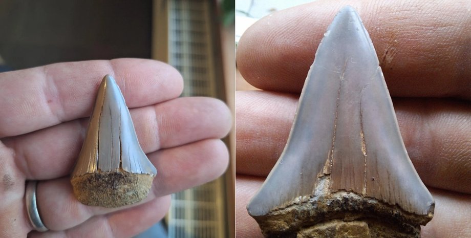 Стародавній скам'янілий зуб, скам'янілість, незвичайна знахідка, дівчинка знайшла старовинний зуб у городі, величезний зуб акули