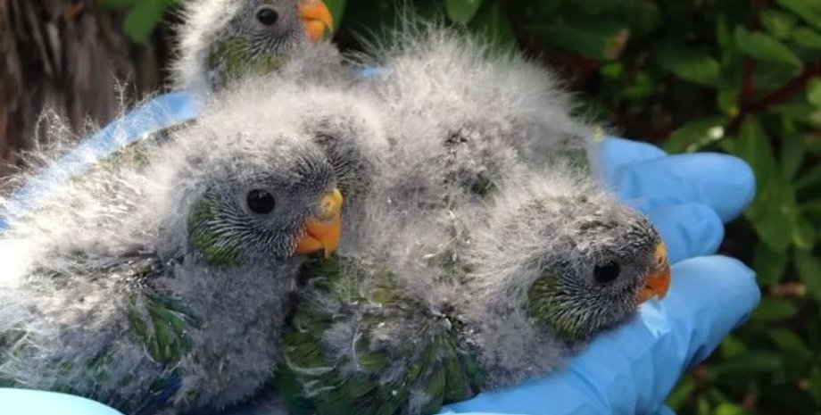 птенцы попугаи, оранжевобрюхие травяные попугаи