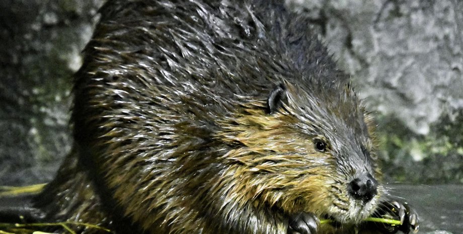 бобры, Англия