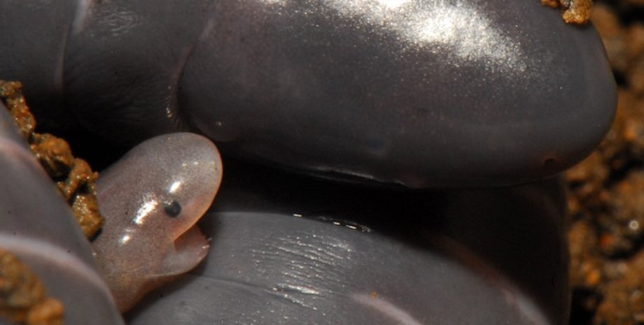 цецилии, червяги