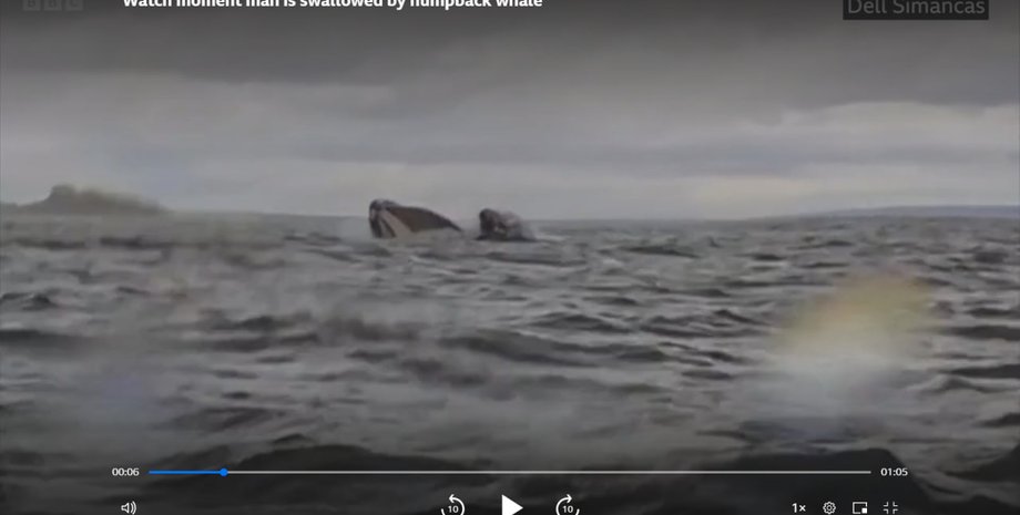 кит, чили, байдарка, кит проглотил мужчину, новости мира, горбатый кит