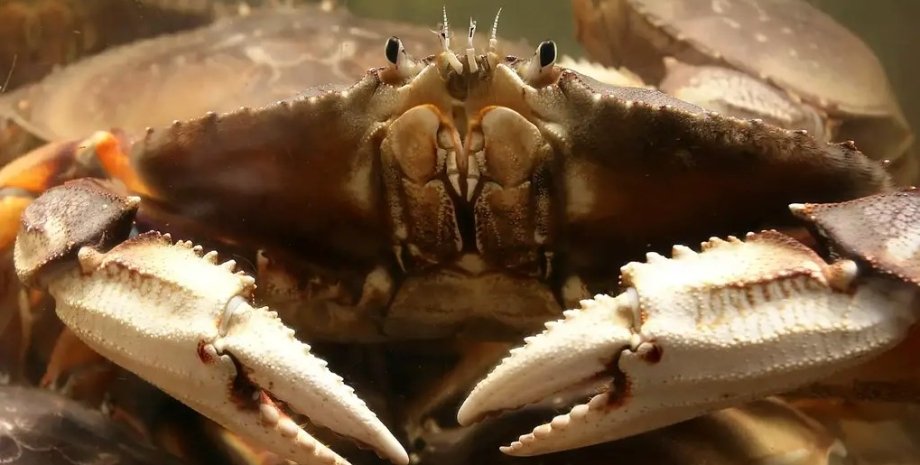 краб животное