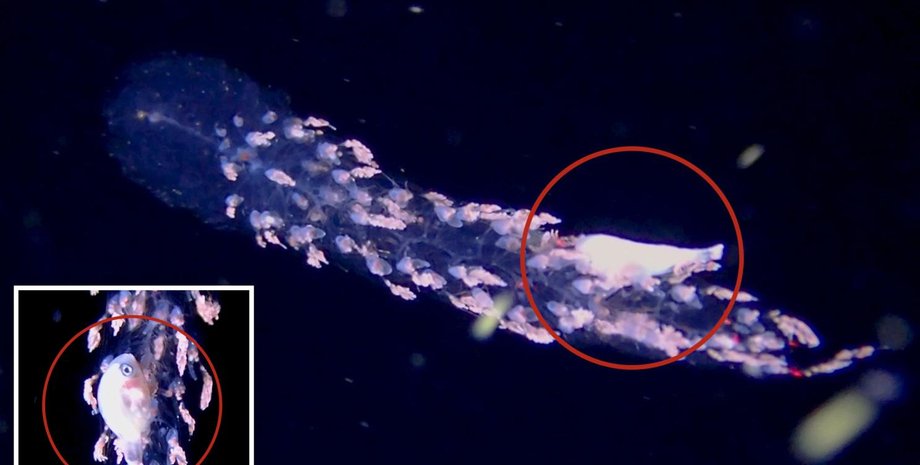 сифонофорами. Редкую группу морских организмов