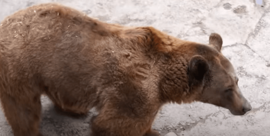 медведь, покушение, кавказский, вольер, девочка