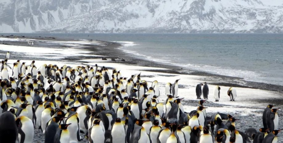 пингвины, колония пингвинов, императорские пингвины, остров Южная Георгия