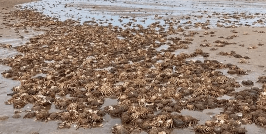 Крабов выбросило на берег, краб-паук, много крабов, крабы сбрасывают панцирь, линька крабов, природное явление,