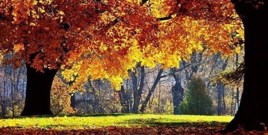 осень, погода, прогноз, бабье лето, дожди