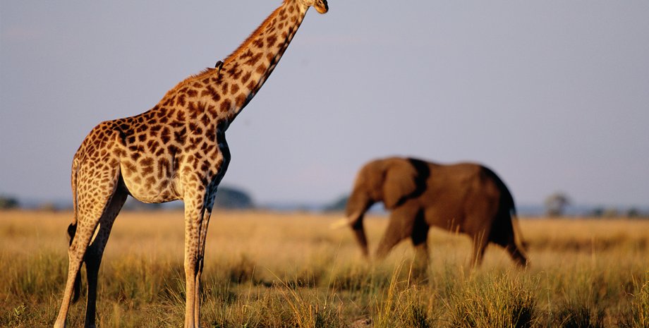 новый вид жирафа