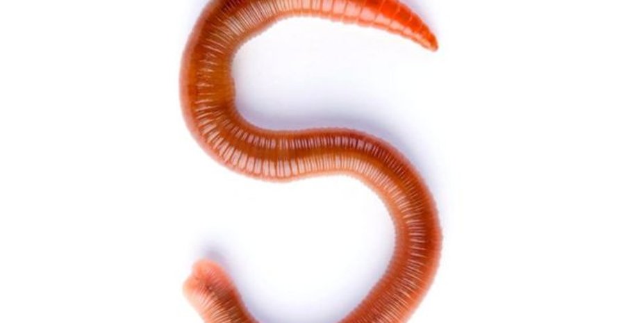 Червь, решение, поведение, человек, личинка