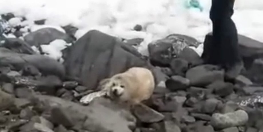 Россия, Приморье, тюлень, детеныш, гибель,