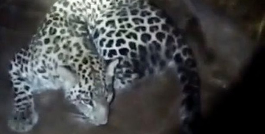 Нападение леопарда на человека
