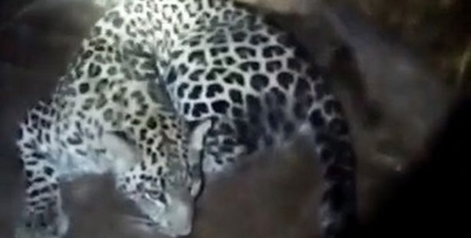 Напад леопарду на людину