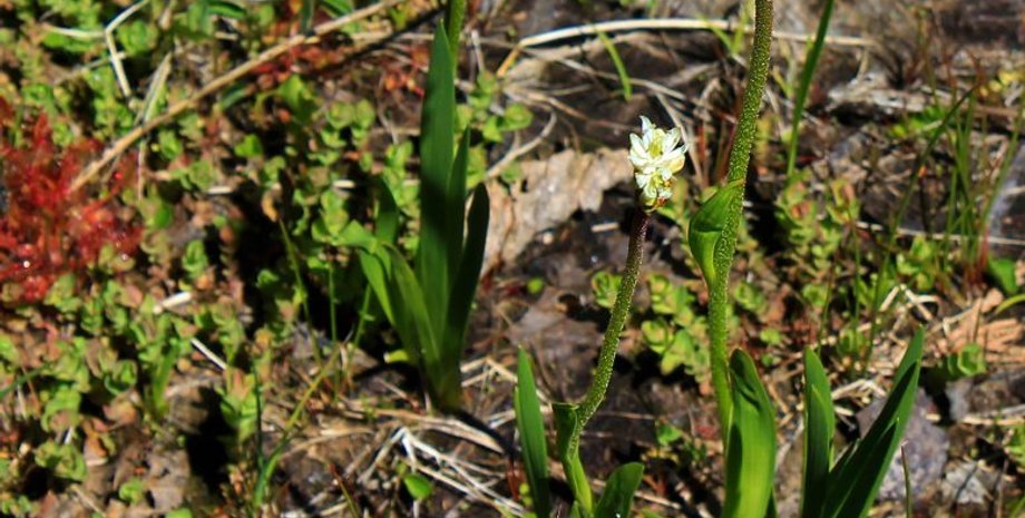 Triantha occidentalis