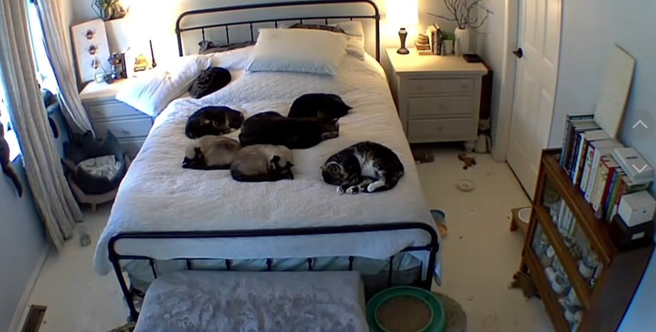 Жінка залишила котів на одну ніч: камери показали, чим займалися пухнасті