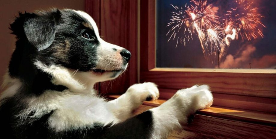 фейерверк, салют, собака, испуг собак, собака фейерверк, собака салют