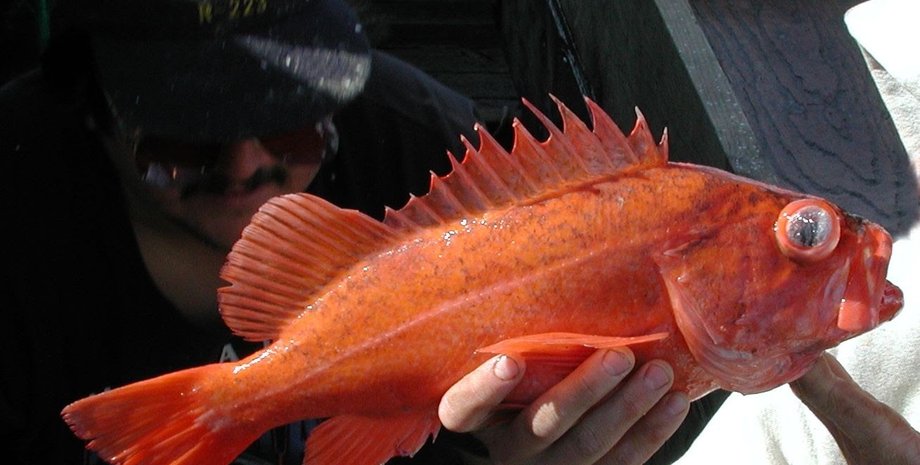 Морський окунь