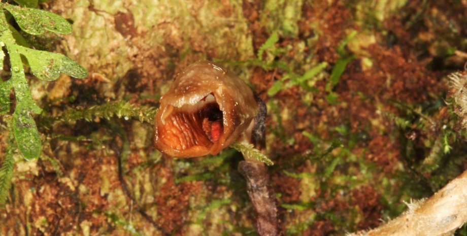 орхідея, потворство, рослини, фото