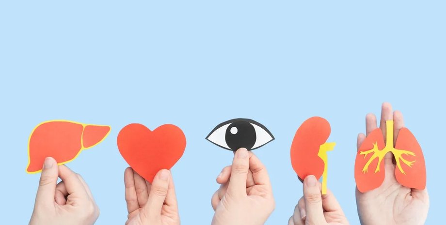 людина, органи