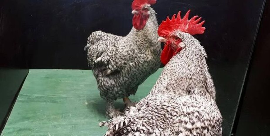 домашние животные