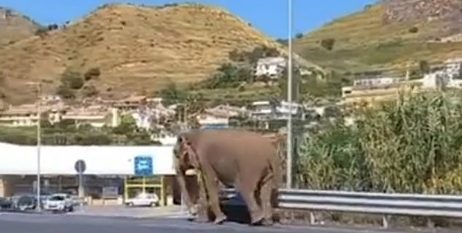 Слон прогулюється дорогою