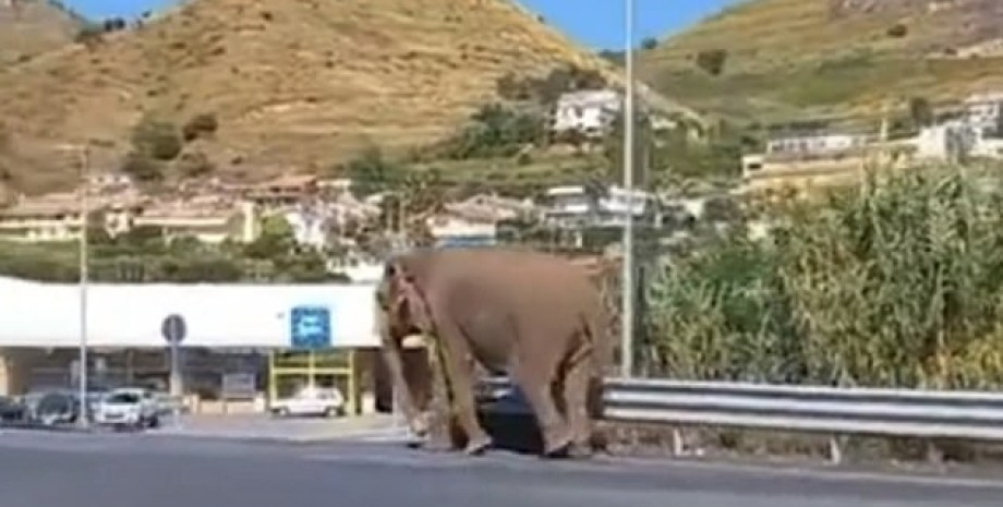 Слон прогуливается по дороге