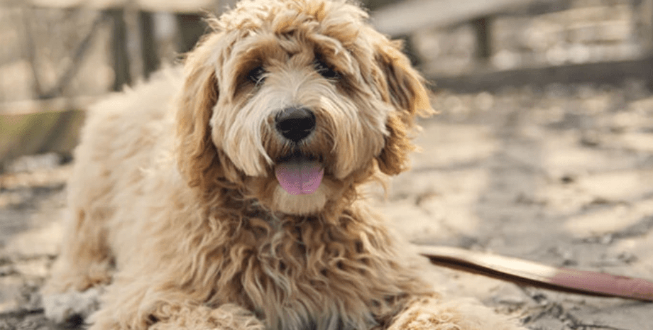 собака став причиною смерті 83-річної жінки