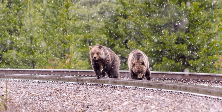 Медведи гибнут под колесами поездов, гризли, пьяные медведи, обогнать поезд, гибнут на рельсах, засыпают на рельсах, тревожная статистика, эколог