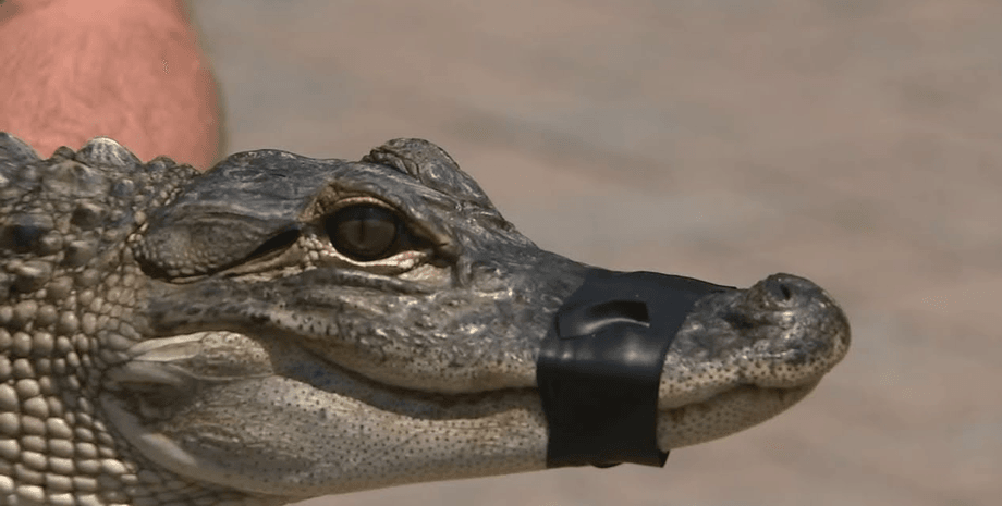 В США рыбак поймал на крючок аллигатора длиной 1,2 метра в озере