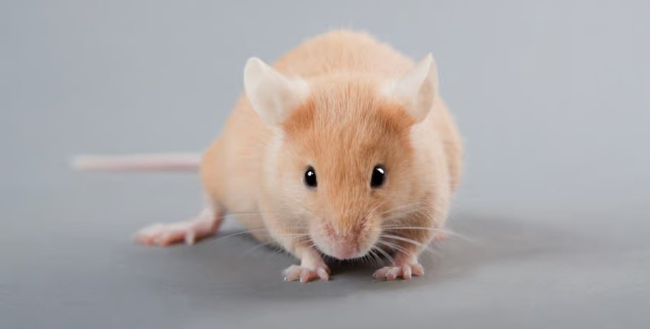 THX, миша THX, гуманізована миша, гуманізована миша