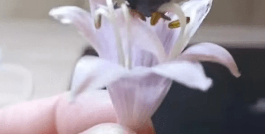 Квітка, уламки НЛО, уламки космічного корабля, незвичайна знахідка, дослідники, MUFON, любителі НЛО, NASA