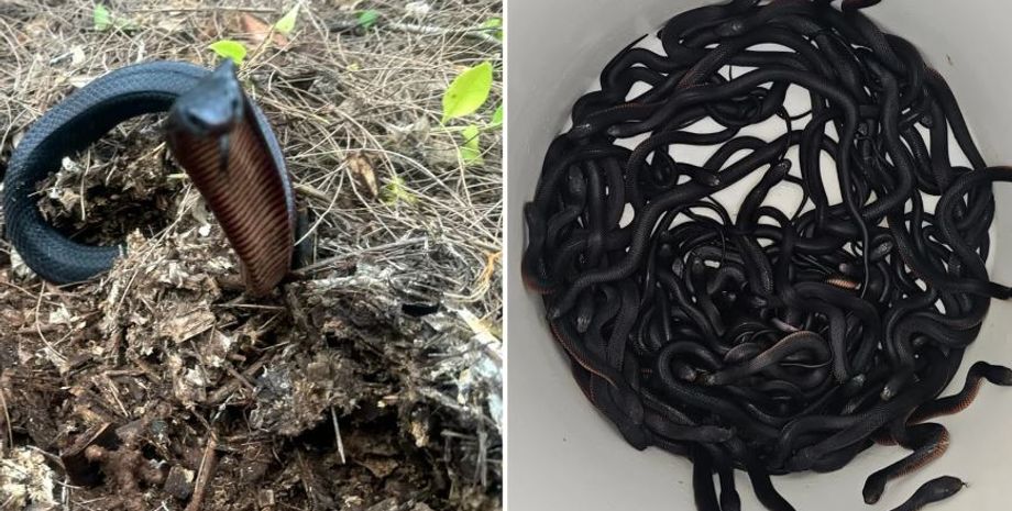 Семья из Сиднея нашла на своей территории 102 ядовитые змеи, они могли умереть в любой момент, все подробности