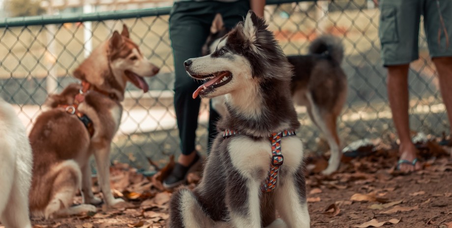 Хаски Хаски, собаки, порода собак, дрессировка