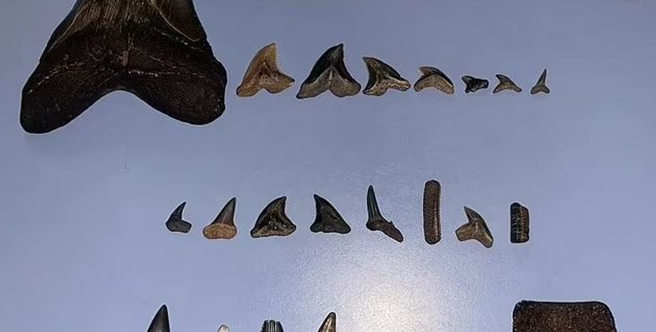 окаменелость, палеонтология, рождество, древние животные, находка