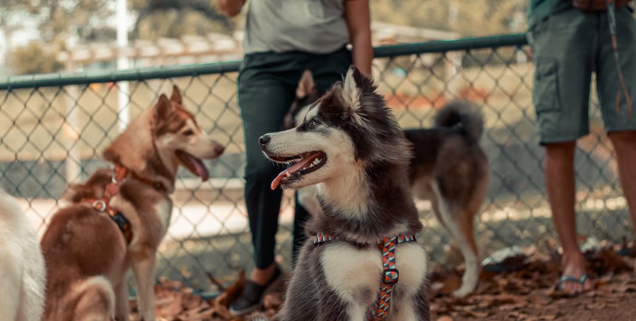 Хаскі, собаки, порода собак, дресування