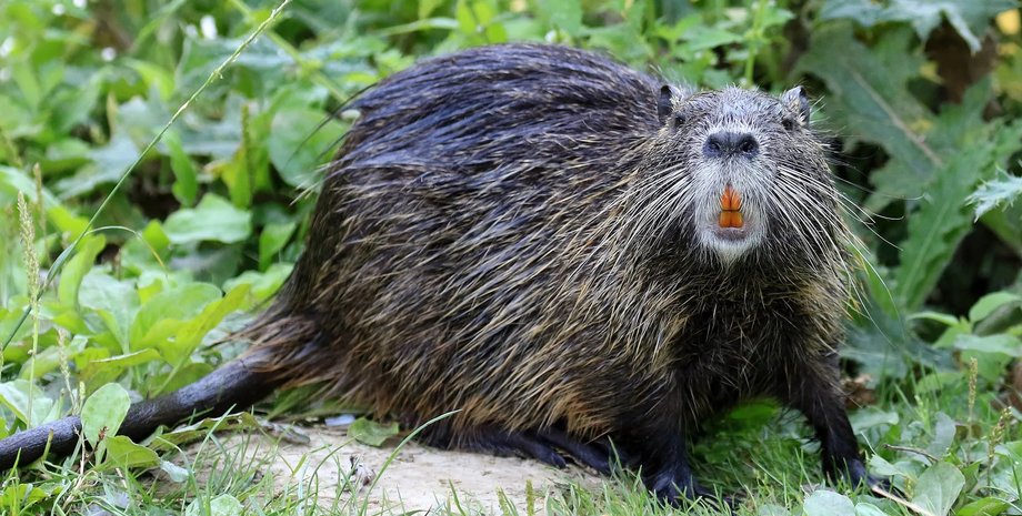 нутрія, гризун нутрія
