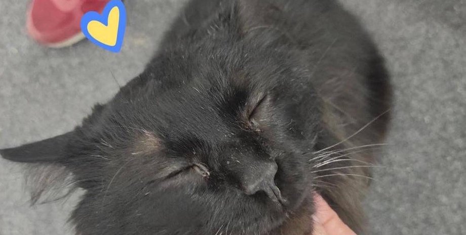 спасенный кот, спасение кота, кот бигги, киевская область, горенка, российская оккупация