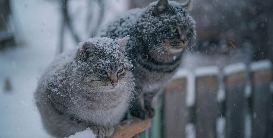 погода сьогодні, погода в Україні, сніг в Україні, мокрий сніг, снігопад, прогноз погоди