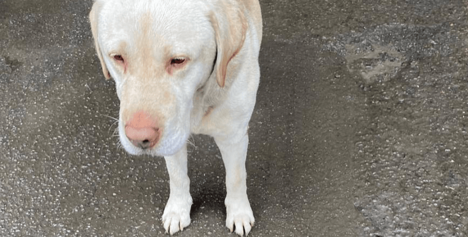 Лабрадор, собака