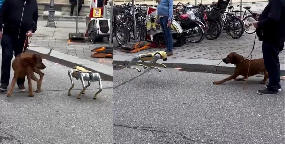 собака, собака і робот собака, собака і робопес