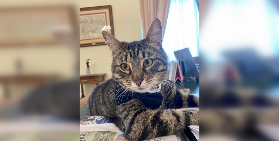 кот левчик, львов, мэрия