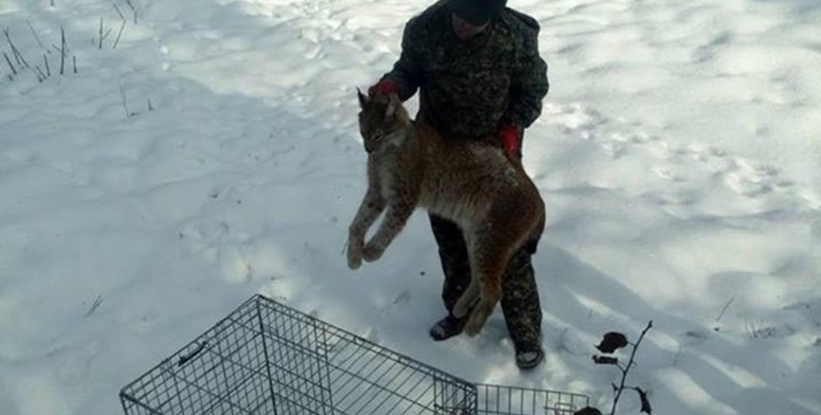 Фото: dei.gov.ua