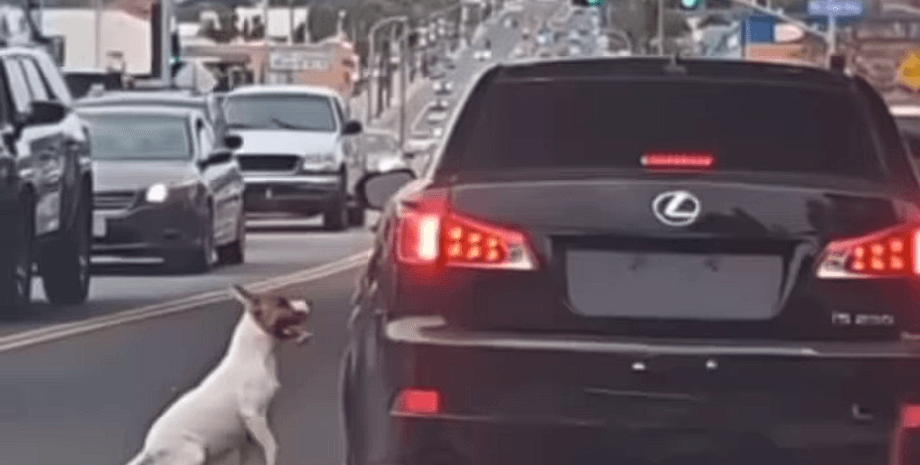 Собака бежала за машиной хозяина, хозяйка собаки, машина без номерного знака, выбросили посреди дороги, преданная собака