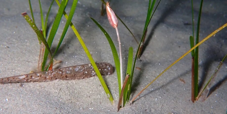как цветет морская трава в океане