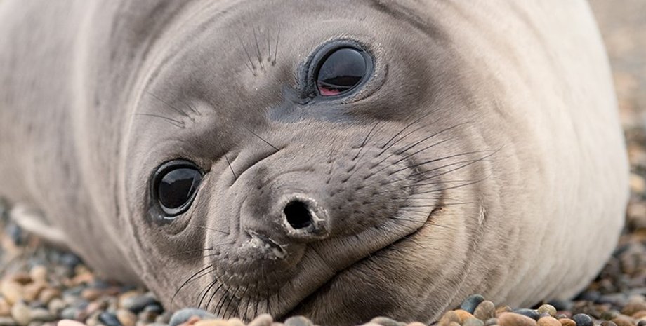 південний морський слон, тюлень