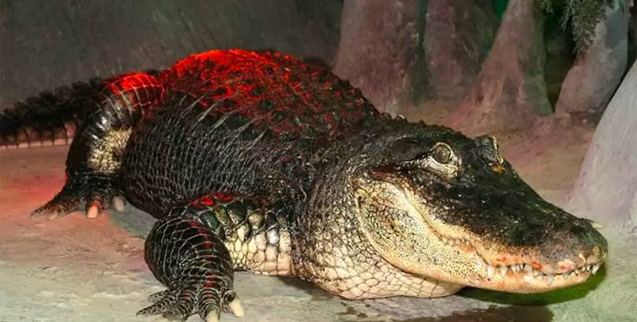 Фото: Московский зоопарк